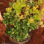 5 Ways to Plant a Tree on Maui with Plant a Wish